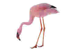 OEBB WW img flamingo 1600x1309px